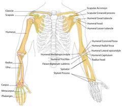 Orthopädische Erkrankungen