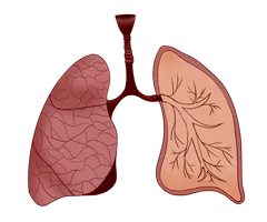 Respiratorische Erkrankungen
